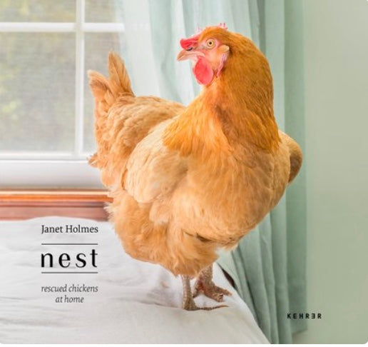 Nest:  Rescued Chickens at Home